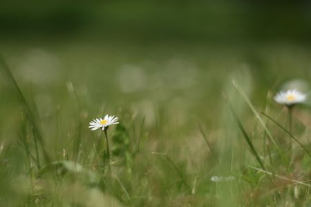 daisy growing on the fieldの写真素材