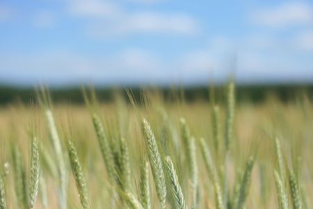 Field with grain on the countrysideの写真素材