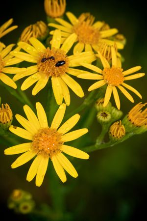 yellow flower with water drops and bugs, natureの写真素材