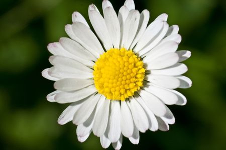 daisy, beautiful extreme closeup, macro photograph, beauty of natureの写真素材