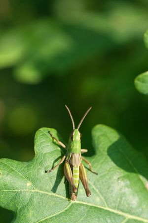 grasshopper on the grass, extreme closeup and details, macroの写真素材