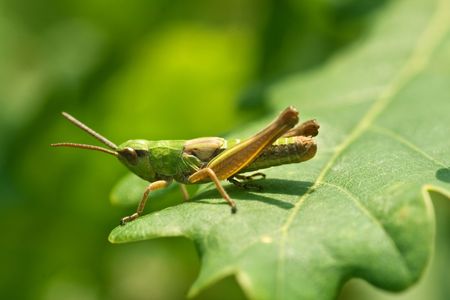 grasshopper on the grass, extreme closeup and details, macroの写真素材