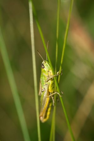 grasshopper on the grass, extreme closeup and details, macroの写真素材