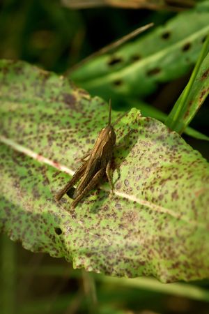 grasshopper on the grass, extreme closeup and details, macroの写真素材