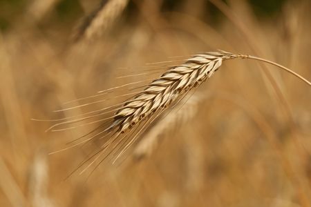 wheat field, golden crops, nature, harvest, colourの写真素材