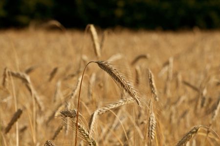 wheat field, golden crops, nature, harvest, colourの写真素材
