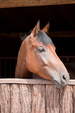 head of a horse in stable, big, beautiful animalの写真素材