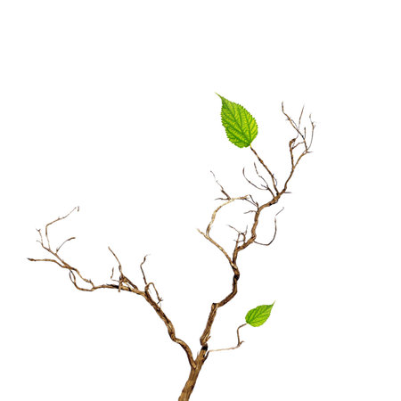 Dry branch with leaf on white background の写真素材
