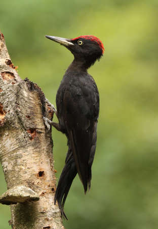 Black woodpecker photographed at the bird hide in Haaksbergen the Netherlandsの写真素材