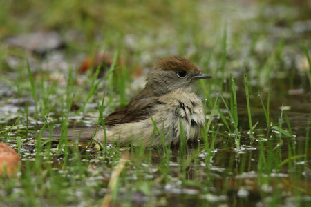 This beautiful female blackcap is taking a bath in a pondの写真素材