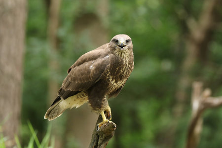 Buzzard looking straight at meの写真素材