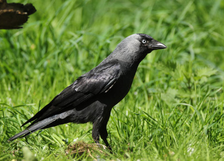 A western jackdaw looking beautiful on a sunny day in Belgium