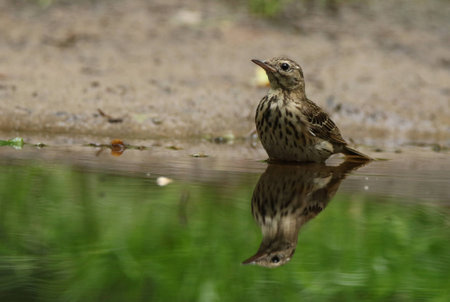 This tree pipit taking a bath on a hot summer dayの写真素材
