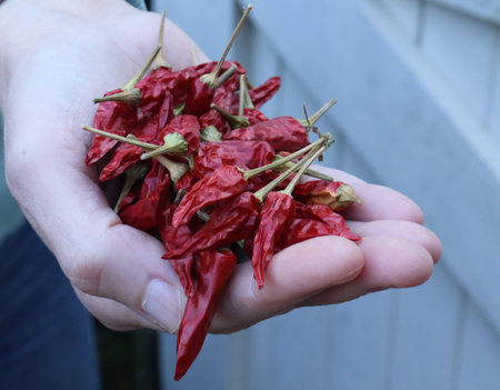 dried red chillies