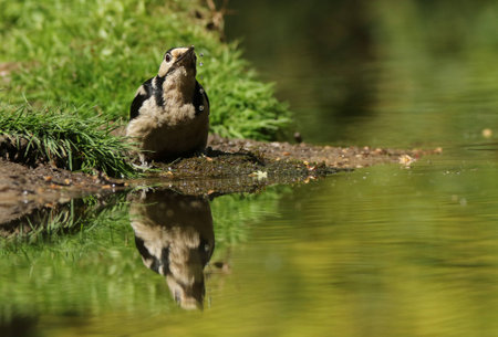 Drinking great spotted woodpecker on a hot dayの写真素材