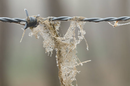 Leaf decomposing on barbed wire in the forestの写真素材
