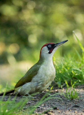 European green woodpecker taking a dust bath at a bird hideの写真素材