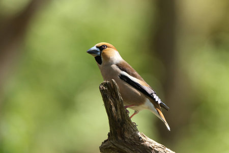 Beautiful Hawfinch on a sunny afternoon in the Netherlandsの写真素材