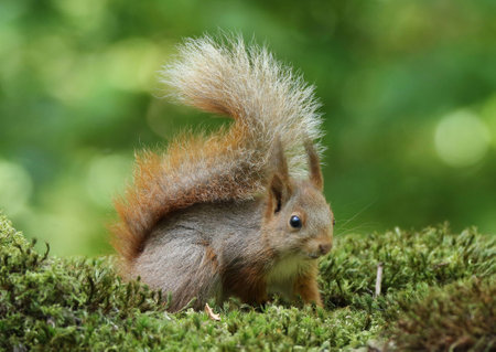 Eurasian red squirrel at the birdhide in Clinge the Netherlandsの写真素材