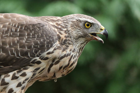 Goshawk portraitの写真素材