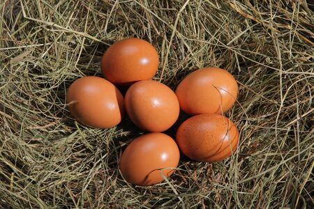 Six eggs lying on a hay. Easter or village theme.の写真素材