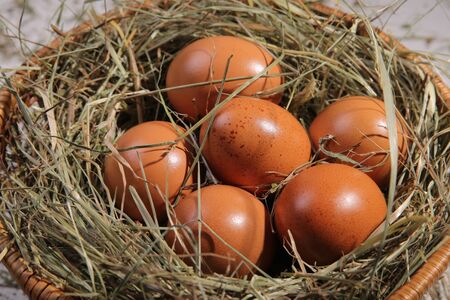 Six eggs lying on a hay in a basket. Easter or village theme.の写真素材