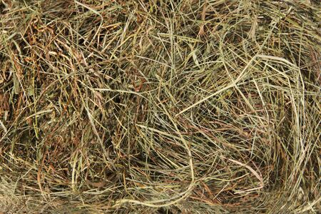Hay bedding. Dry grass. Natural underlay. Original background.の写真素材