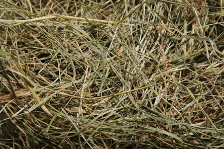 Hay bedding. Dry grass. Natural underlay. Original background.の写真素材