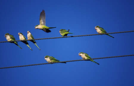 Beautiful parrots lying on the wireの写真素材