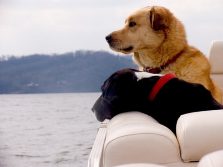 Two puppies sitting in a boat and watching riverの写真素材