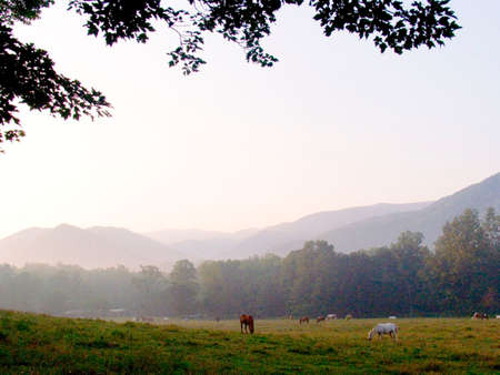 Horses grazing in the mountain regionの写真素材