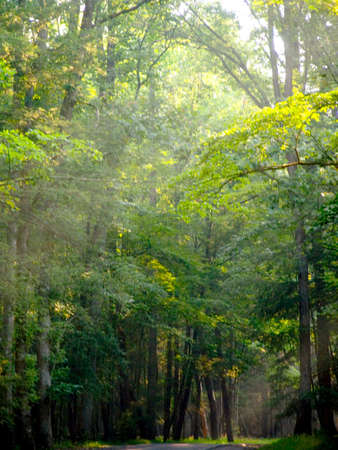 Morning sun rays falling in the thick forestの写真素材