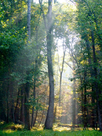 Morning sun rays falling in the thick forestの写真素材