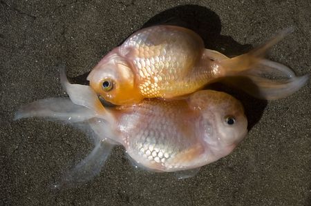 dead golden fish