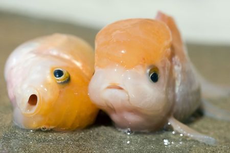 dead golden fish