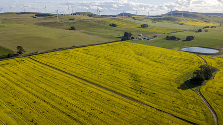 windmills over canola fields aerial photoの写真素材