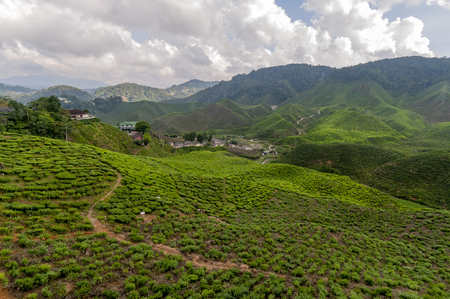 tea plantation on terraced hills in Malaysiaの写真素材