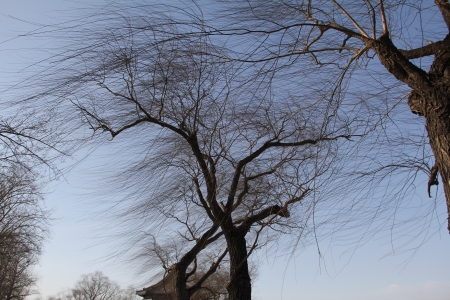 Dried treeの写真素材