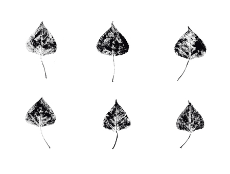 Original nature print. Unique hand made leaf stamp. Set of botanical textured leaves. A picture is suitable for printing, textile, interior design.の写真素材