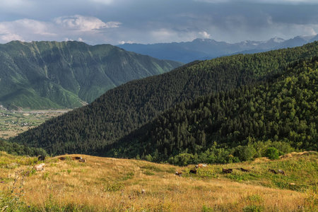 View on a meadow in mountains of Svaneti Georgiaの写真素材