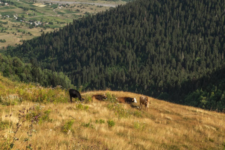 Cows grazing in mountain pastryの写真素材