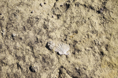 shell embedded in desert rockの写真素材
