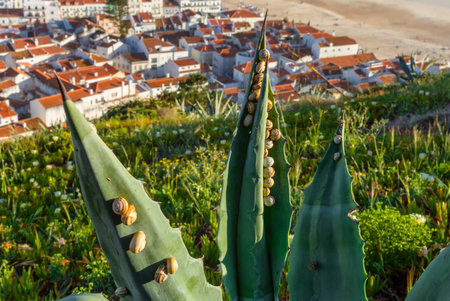 garden snails on the agave leaves with the portuguese Nazare village on the backgroundの写真素材