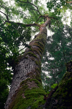 tree from the bottom