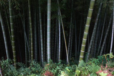 Dark bamboo forestの写真素材