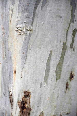 Platan tree barkの写真素材