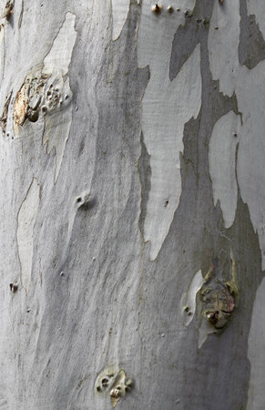 Platan tree barkの写真素材