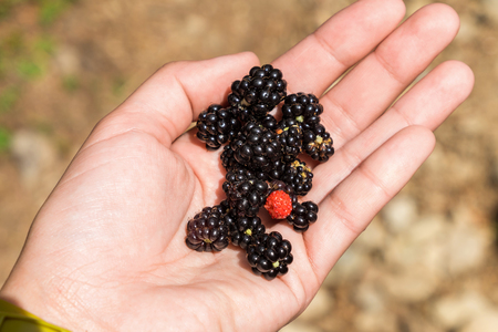 Hand holding some and one wild strawberryの写真素材