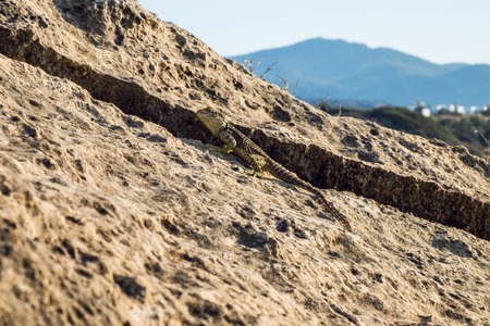Big green lizard found on Cyprus hiding in the large stone crack.の写真素材