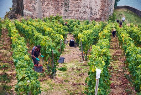 October 2016, Rudesheim am Rhein, Germany - people are harvesting wine grapes on a vineyard on hill of Hesse Land under walls of medieval castle Rhine Burg Ehrenfelsのeditorial素材